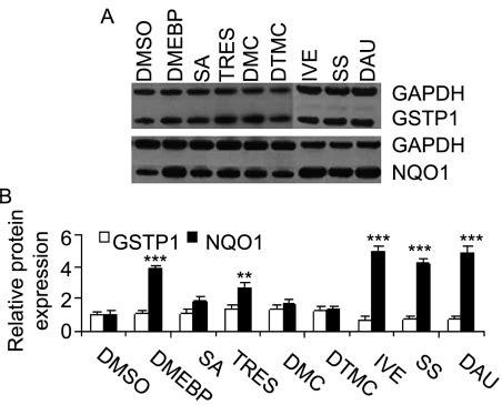 High Throughput Library Screening Identifies Two Novel Nqo Inducers In