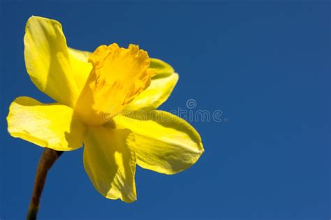 Spring Daffodil Flower Isolated Stock Image - Image of nature, spring ...