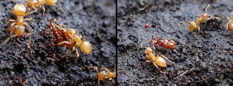 John Walters On Twitter Found More Claviger Testaceus Rove Beetles