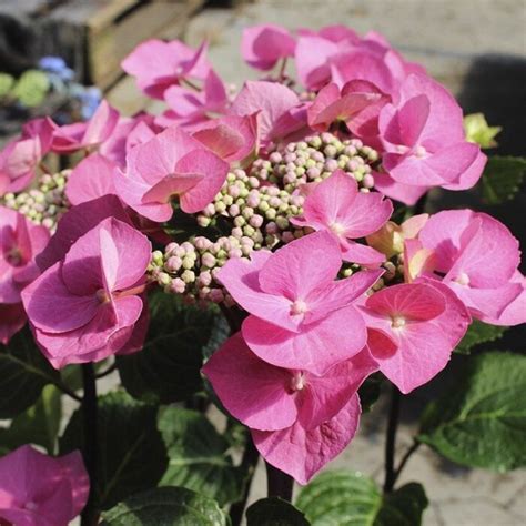 Hortenzija Macrophylla Zorro Pink Rasadnik Mihalek