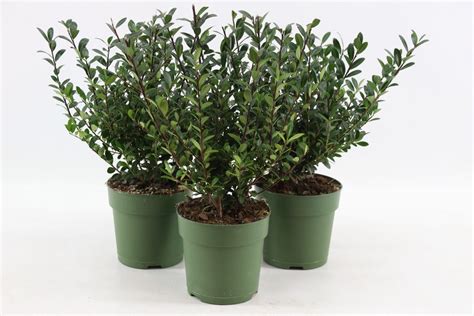 Ilex Crenata Jenny PLANTARIUM GROEN Direkt