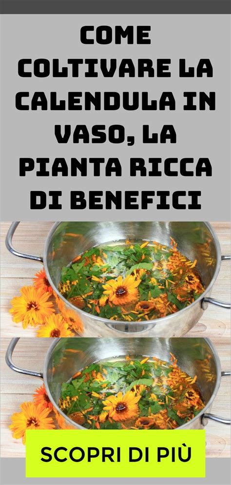 Come Coltivare La Calendula In Vaso La Pianta Ricca Di Benefici