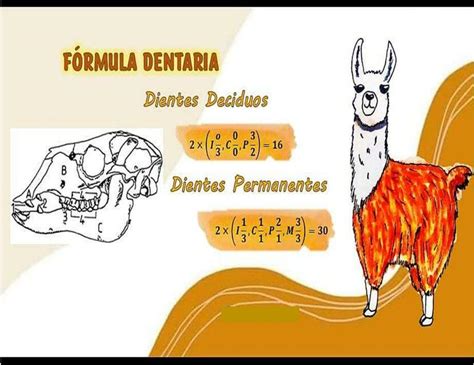 Formula Dentaria Camelidos Fraii UDocz