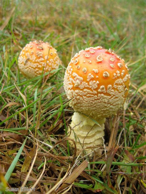 Yellow Orange Fly Agaric Common Lichens And Fungi Of The Maine Coast