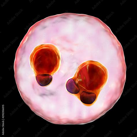 The Malaria Infected Red Blood Cell 3d Illustration Showing Ring Form
