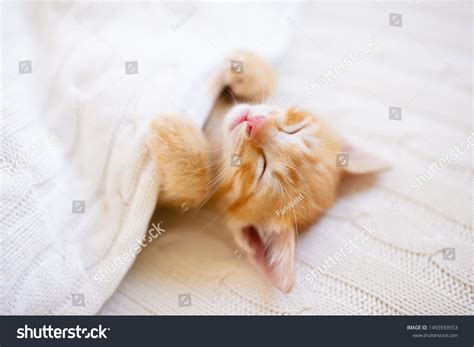 Cute Baby Kittens Sleeping