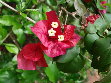 Bougainvillea Spectabilis Bougainvillea Great Bougainvillea Paper