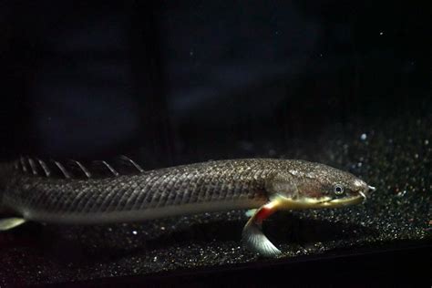 Gold Dust Bichir Polypterus Palmas Buettikoferi The Waterfront Slc