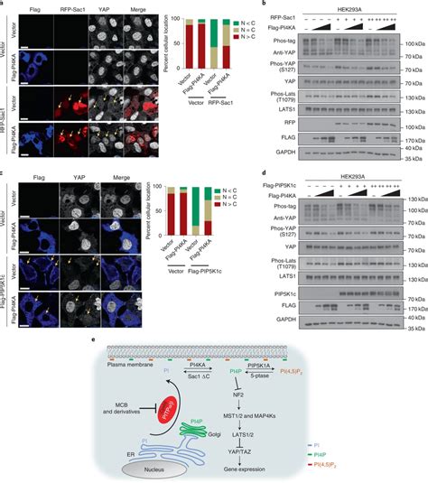 Pi Ka Antagonizes Sac Or Pip K C On Yap Phosphorylation A Pi Ka