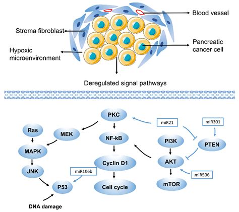 Ijms Free Full Text Ferroptosis At The Crossroad Of Gemcitabine