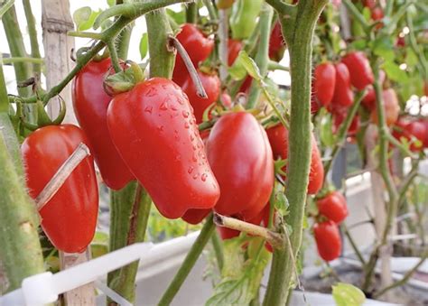 How To Grow San Marzano Tomatoes Backyard Gardeners Network