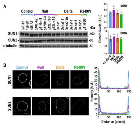 Sun1 And Sun2 Protein Levels And Sub Cellular Localization In Lmna Exon