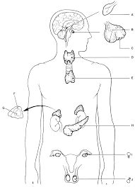 Endocrine Gland Structure Diagram Quizlet