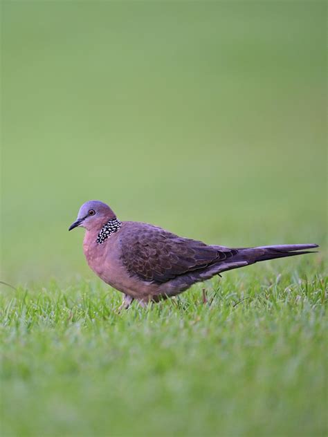 Ebird Checklist Nov Kona Coast Resort Kahaluu Keauhou