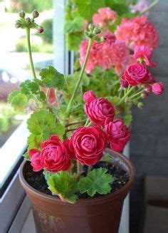 Geranium Rose Thompson Morgan Flowers Flower Plants