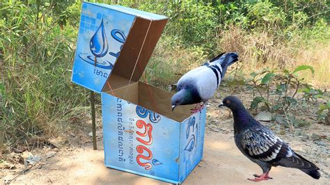 Great Quick Bird Trap Using Vital Cardboard Box Best Pigeon Trap