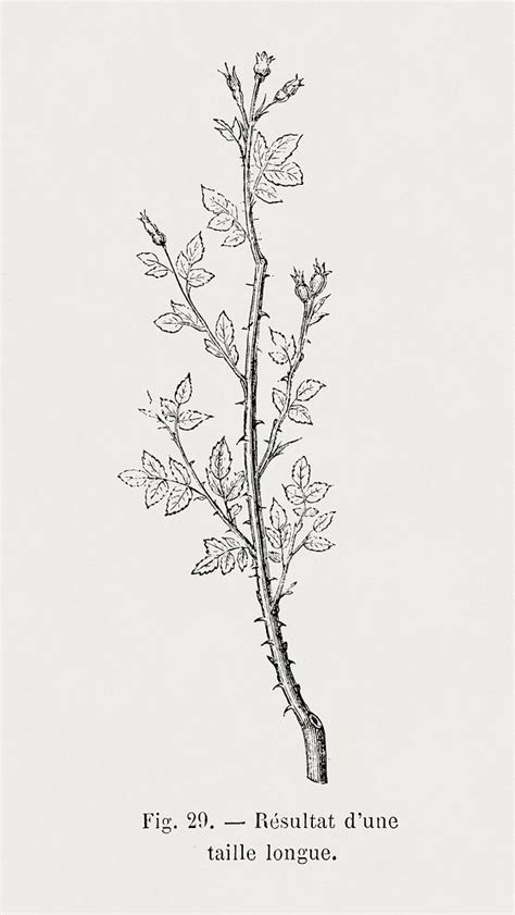 Result Long Pruning Botanical Illustration Free Photo Illustration