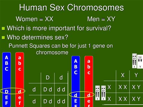 Chromosomal Basis Of Inheritance And Sex Linked Genes Ppt Download