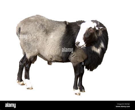 Farm Animals - Sheep isolated on white background Stock Photo - Alamy