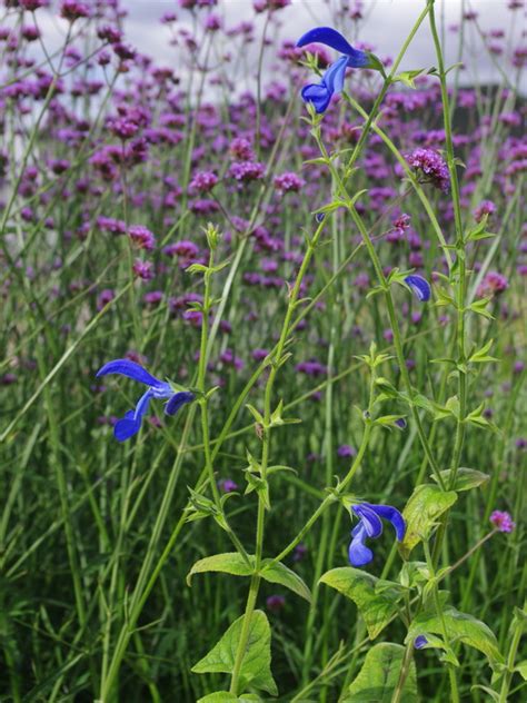 Salvia Patens Giant Form Beth Chattos Plants And Gardens