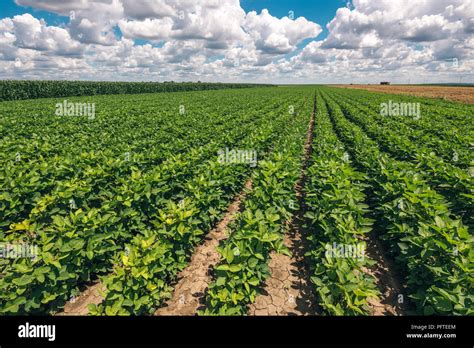 Organic Soybean Crop Landscape With Stunning Clouds Over Horizon In