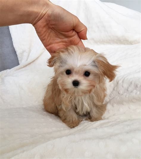 Teacup Maltipoo Puppy Iheartteacups