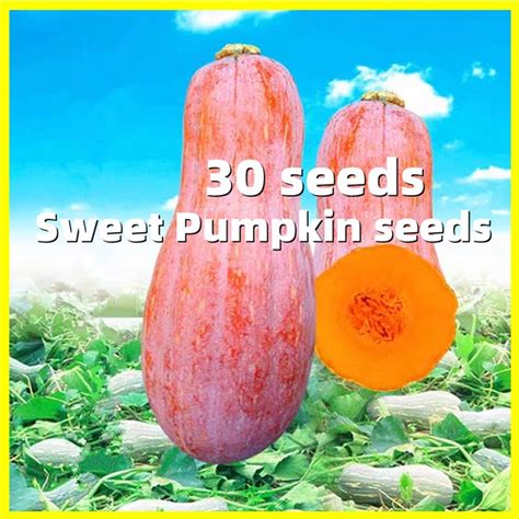 Honey Pumpkin Seeds 30 Seeds Sweet Pumpkin Plant Seeds For Planting