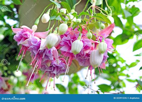Fuchsia lena flower stock image. Image of blooming, pretty - 32391235