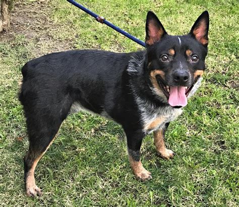 Border Collies In Need Of Adoption In Southern California