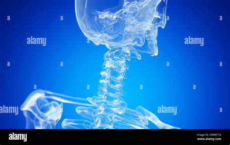 Neck bones, illustration Stock Photo - Alamy