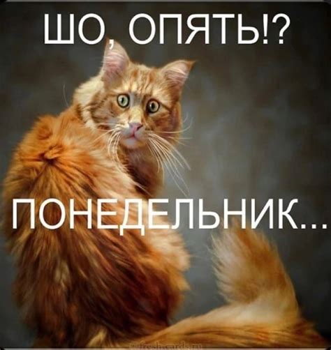 ШО ОПЯТЬ - выпуск №1695805