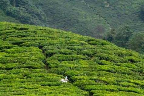 Tea Leaves On Plant On Tea Plantation Cameron Highlands Malaysia