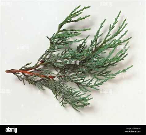 Juniperus Deppeana Alligator Juniper Small Branch Stock Photo Alamy