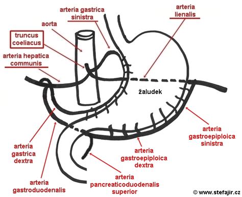 Žaludek obecné informace Medicína nemoci studium na 1 LF UK