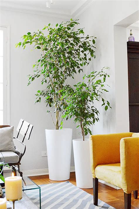 Como Decorar Con Plantas Grandes De Interior