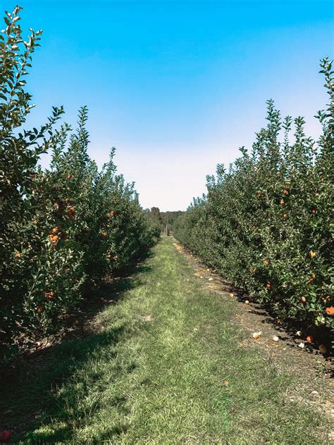 Terhune Orchards Nj Potomac And James