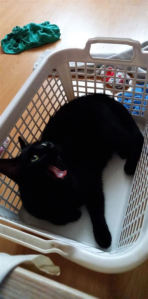 Yaaawn Catpictures