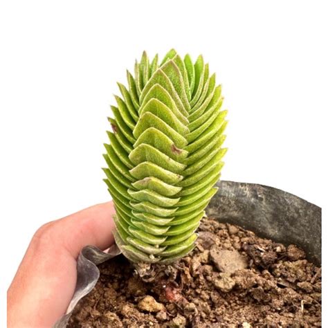 Uprooted Rare Buddhas Temple Succulent Plant Shopee Philippines