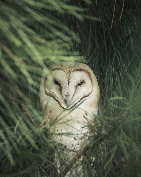 An Eastern Grass Owl · Free Stock Photo