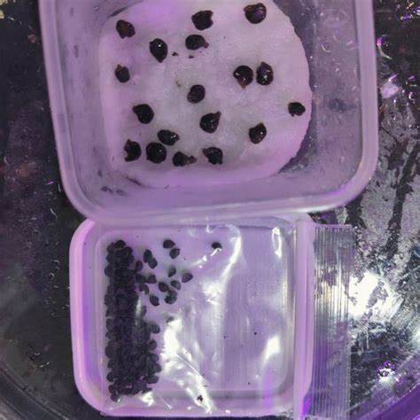 Goliath Tomato Seeds Etsy