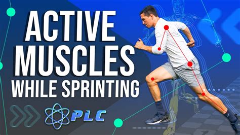 Active Muscles During A Sprint How To Sprint Properly