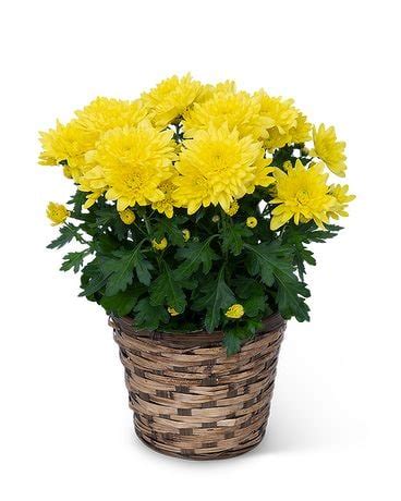 Yellow Chrysanthemum Plant in Dayton OH - Furst The Florist & Greenhouses