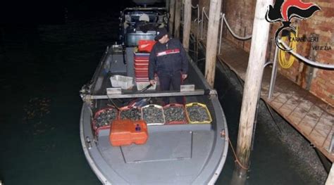 Pesca Abusiva Di Vongole Tre Chioggiotti Fermati A Fusina Chioggia