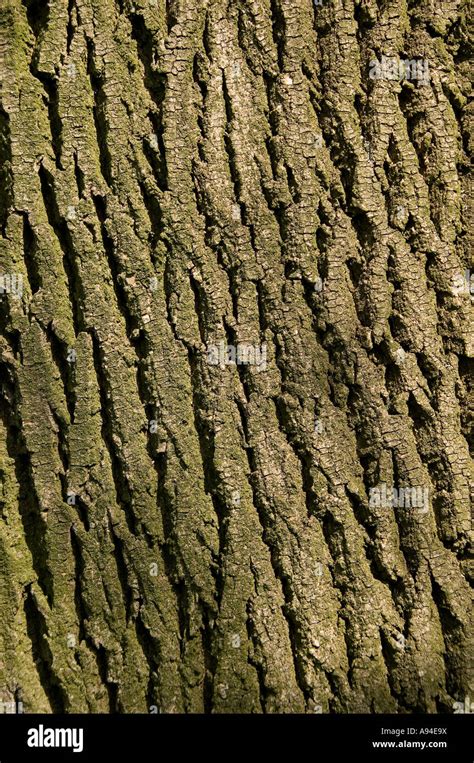 Bark of the common ash tree fraxinus excelsior Stock Photo: 12247765 ...