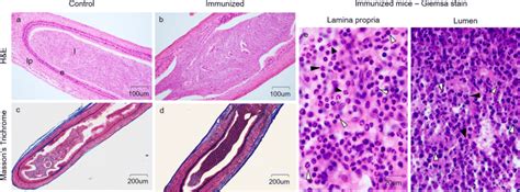 Immunization with testicular homogenate also results in vasitis. (b ...
