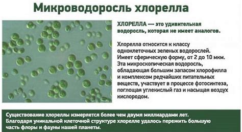 Хлорелла. Полезные свойства и противопоказания. Инструкция по ...