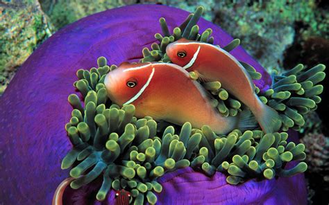 🔥 50 Free Tropical Fish Wallpapers Wallpapersafari