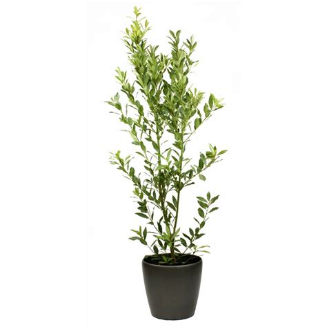 Bay Tree Plantscape Interiors