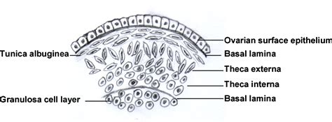 Figure 1 From Tight Junction In Ovarian Surface Epithelium And