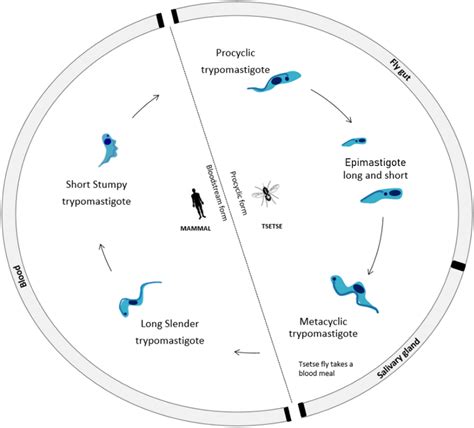 Life Cycle Of African Trypanosomes Upon The Bite By A Tsetse Fly